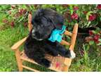 IYI Saint Berdoodle Puppies Available