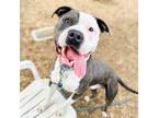 Adopt Mr Wiggles a American Staffordshire Terrier
