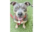 Adopt Thor a Pit Bull Terrier, Mixed Breed