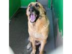 Adopt Hei Hei a German Shepherd Dog