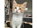 Adopt Vanilla L'Orange a Domestic Short Hair