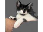 Adopt Dionysus a Domestic Short Hair