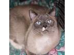 Adopt Devlin a Domestic Short Hair