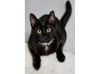 Adopt Bunny (Bonded to Allegra) a Domestic Short Hair