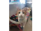 Adopt Jack a Domestic Short Hair