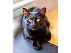 Adopt Merlin a Domestic Short Hair