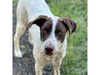 Adopt Lechuga a German Shorthaired Pointer