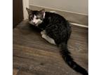 Adopt French a Domestic Short Hair