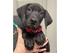 Adopt Dr. Pepper a Labrador Retriever
