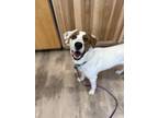 Adopt Spike a Mixed Breed