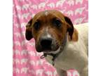 Adopt Marty a Cattle Dog, Mixed Breed