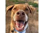 Adopt Bourbon a Labrador Retriever, Cattle Dog