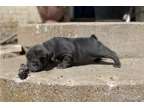 JTR French Bulldog puppies Available
