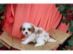 POBH Cavapoo puppies Available