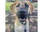 Adopt Jay a Black Mouth Cur, Mixed Breed