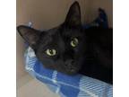 Adopt Mando a Domestic Short Hair