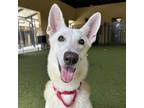 Adopt Pepe a White German Shepherd