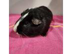 Adopt Oreo a Guinea Pig