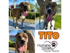 Adopt Tito a Terrier