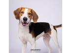 Adopt Cooper a Coonhound