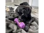 Adopt Tucker a Poodle, Labrador Retriever