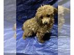 Maltese-Poodle (Toy) Mix PUPPY FOR SALE ADN-787926 - Light brown with black