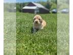 Golden Retriever PUPPY FOR SALE ADN-787967 - Golden Retriever Puppy Ivy