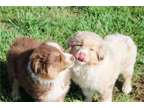 PKH Australian Shepherd Puppies Available