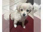 Chihuahua PUPPY FOR SALE ADN-788015 - Chihuahua mix puppy