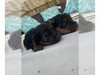 Yorkshire Terrier PUPPY FOR SALE ADN-788044 - Male and female teacup yorkies