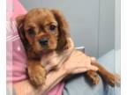 Cavalier King Charles Spaniel PUPPY FOR SALE ADN-788120 - Ruby Female Purebred