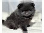 Pomeranian PUPPY FOR SALE ADN-788136 - AKC Panda Girl