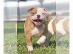 American Bulldog PUPPY FOR SALE ADN-788137 - Handsome American Bulldog Pup