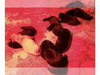 Labrador Retriever PUPPY FOR SALE ADN-788138 - AKC Black Lab Puppies