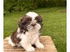 Shih Tzu PUPPY FOR SALE ADN-788153 - Toby