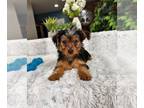 Yorkshire Terrier PUPPY FOR SALE ADN-788171 - CKC Yorkie Puppy