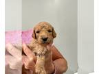 Goldendoodle (Miniature) PUPPY FOR SALE ADN-788176 - F1bb Taylor female