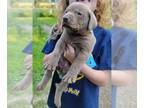 Labrador Retriever PUPPY FOR SALE ADN-788187 - AKC Labrador Retrievers