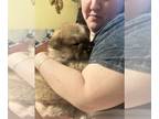 Chow Chow PUPPY FOR SALE ADN-788190 - Red Male