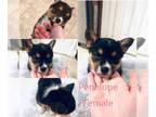 Pembroke Welsh Corgi PUPPY FOR SALE ADN-788191 - Beautiful Pembroke Welsh Corgi