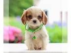 Cavalier King Charles Spaniel PUPPY FOR SALE ADN-788197 - Cavalier King Charles