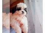 Mal-Shi PUPPY FOR SALE ADN-788200 - Maltese shih tzu