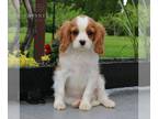 Cavalier King Charles Spaniel PUPPY FOR SALE ADN-788202 - Cavalier King Charles