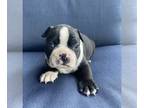 Boston Terrier PUPPY FOR SALE ADN-788210 - Boston male 2