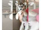 Siberian Husky PUPPY FOR SALE ADN-788224 - Husky Puppies