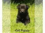 German Shepherd Dog PUPPY FOR SALE ADN-788227 - AKC German Shepherd Female Puppy