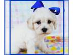 Maltipoo PUPPY FOR SALE ADN-788231 - sweet maltipoo puppies are ready now