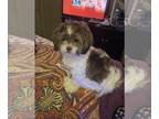 ShihPoo PUPPY FOR SALE ADN-788238 - For sale