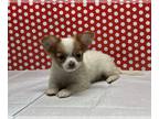 Chihuahua PUPPY FOR SALE ADN-788242 - Tiny Longhair Puppy 1