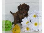 Poodle (Toy) PUPPY FOR SALE ADN-788244 - Toy Poodle